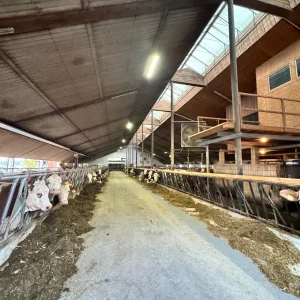 Landwirtschaftliches Praktikum 2027 auf einem Milchviehzuchtbetrieb – Foto 3 von 5