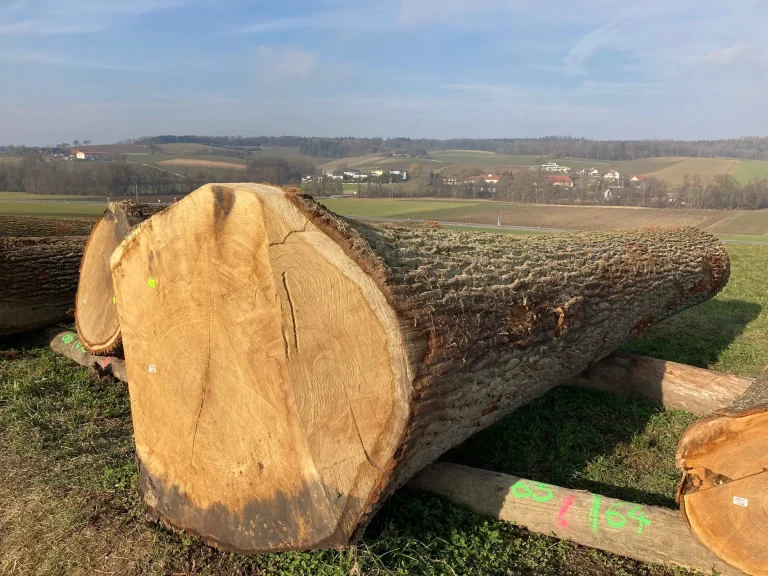 Laubholzsubmission 2027 im Zeichen von Esche und Eiche