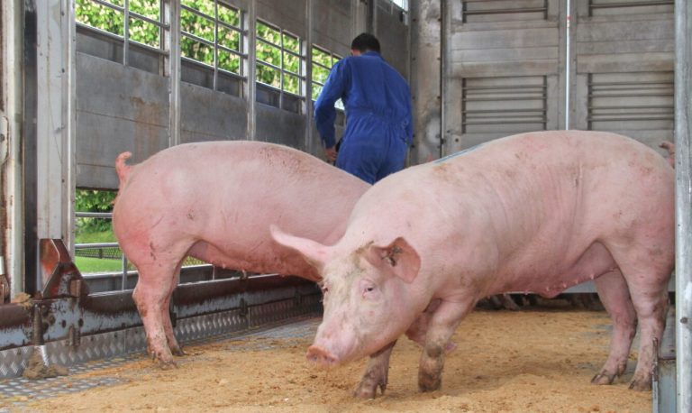 Schweinehalter unter massivem Druck