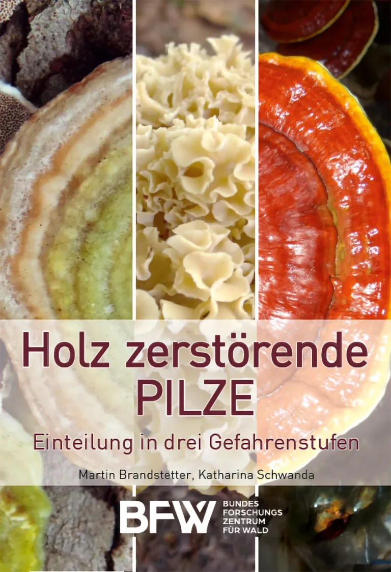 Neuer Baumpilz-Bestimmungsfächer: Biologie, Erstbestimmung und Risiko