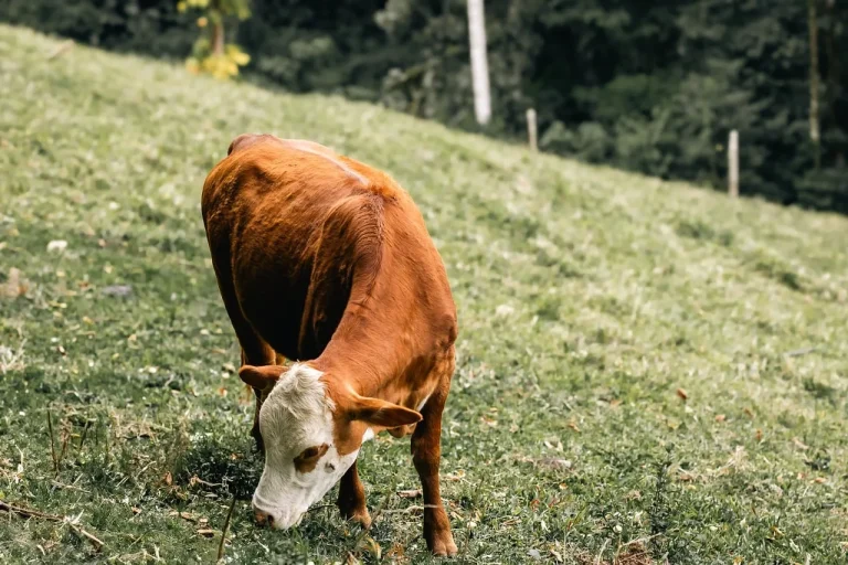 Bio-Landwirtschaft in Salzburg: Hoher Betriebsanteil trifft auf angespannte Futterlage