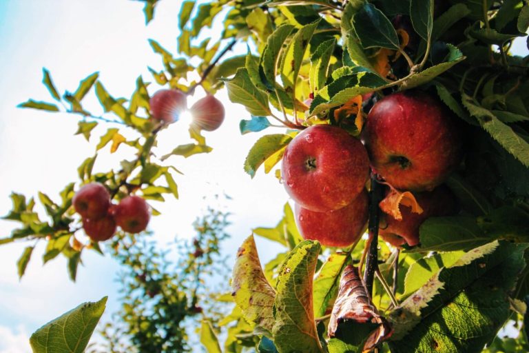 Tröpfchenbewässerung im Wein- und Obstbau: Jeder Tropfen zählt