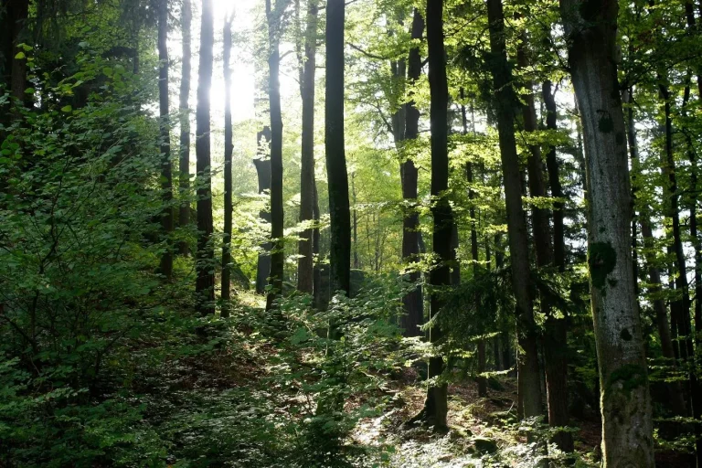 Holzmarkt ist aktuell gespalten