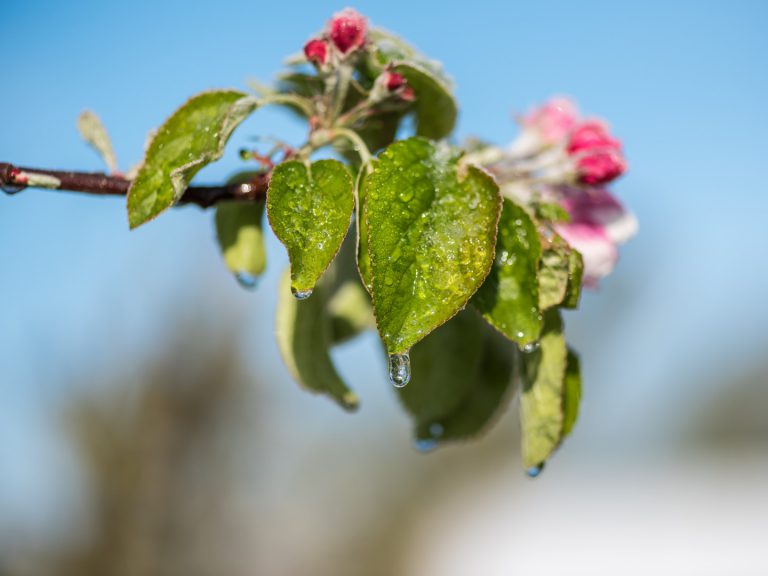 Österreichs Bauern zwischen Spätfrost und asiatischen Erntehelfern